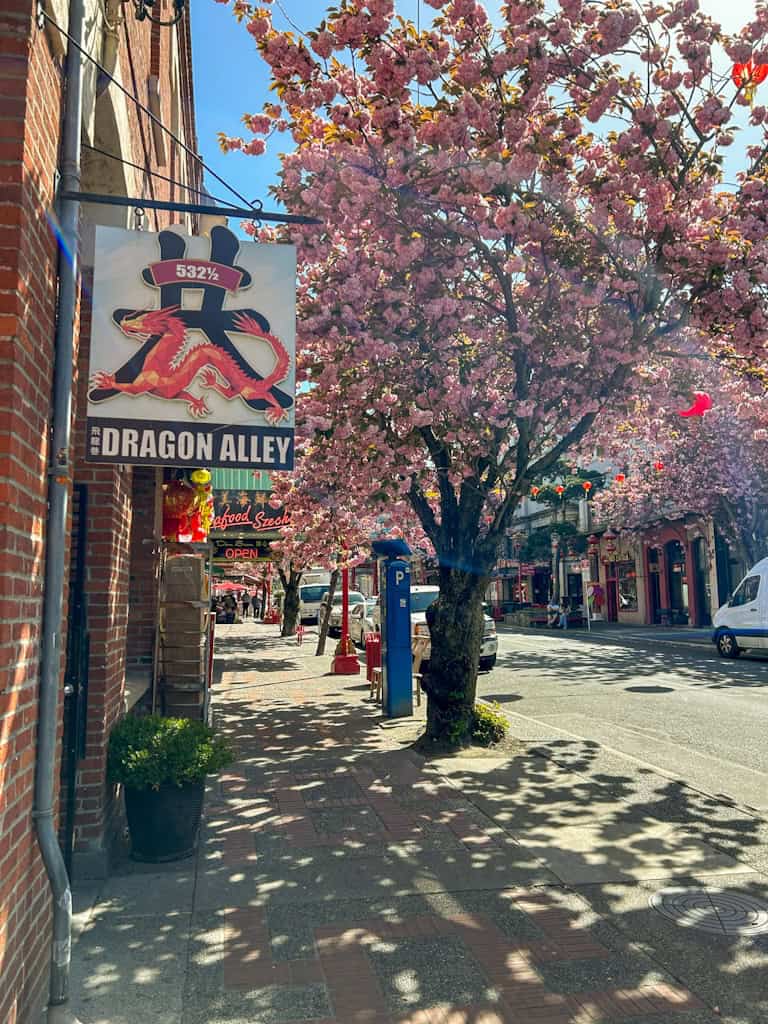 cherry blossoms blooming during Spring in Victoria BC in front of Dragon Alley sign
