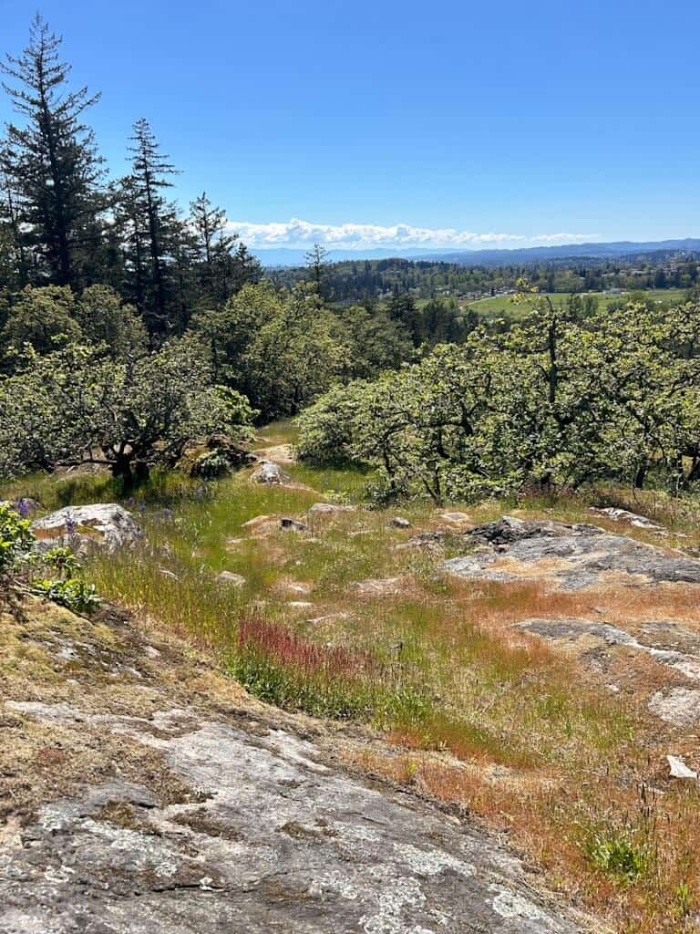views over a grassy bluff across farmlands with trees on the left hand side and the olympic mountains far in the distance