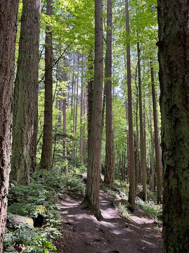 a dirt path winds through tall trees in Pkols Park in Victoria