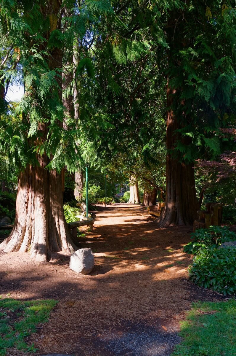 wooded forest trail