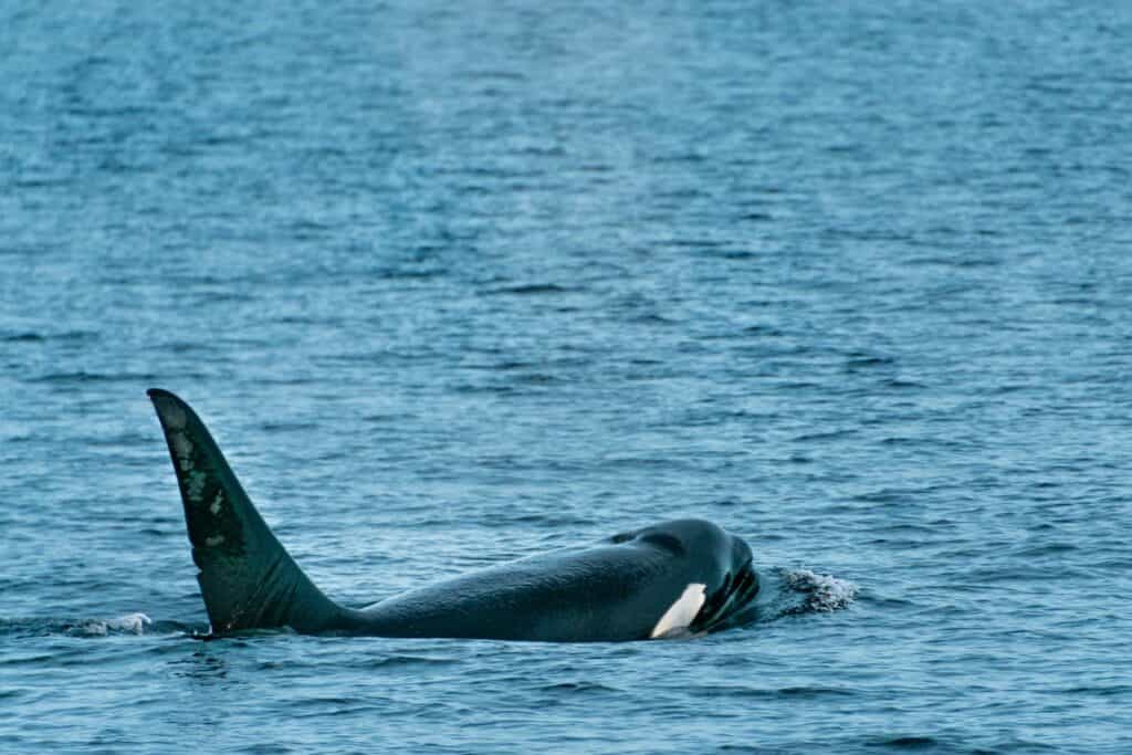 an orca whale surfaces near victoria bc