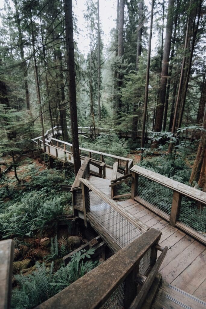 wooden boardwalks wind through the forest in victoria, bc